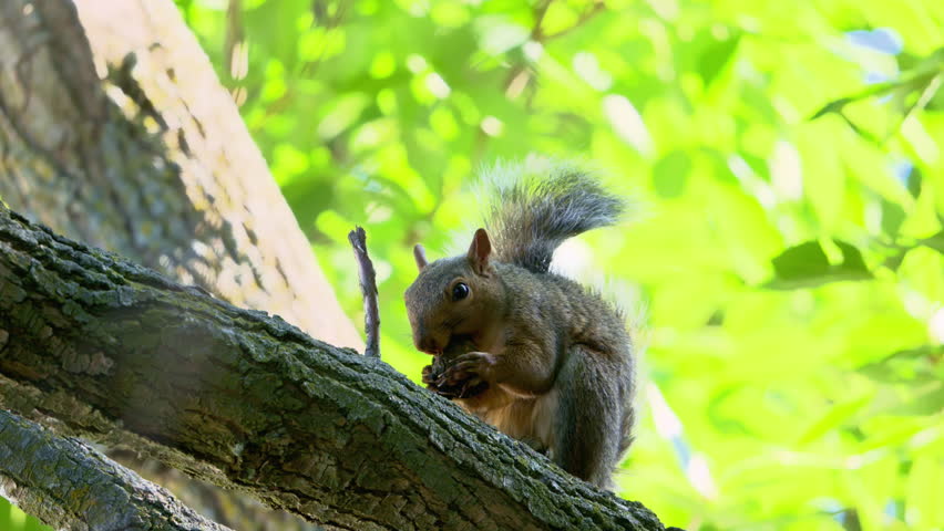 Grey brown Squirrel on the tree trunk, eating a nut. Close up.