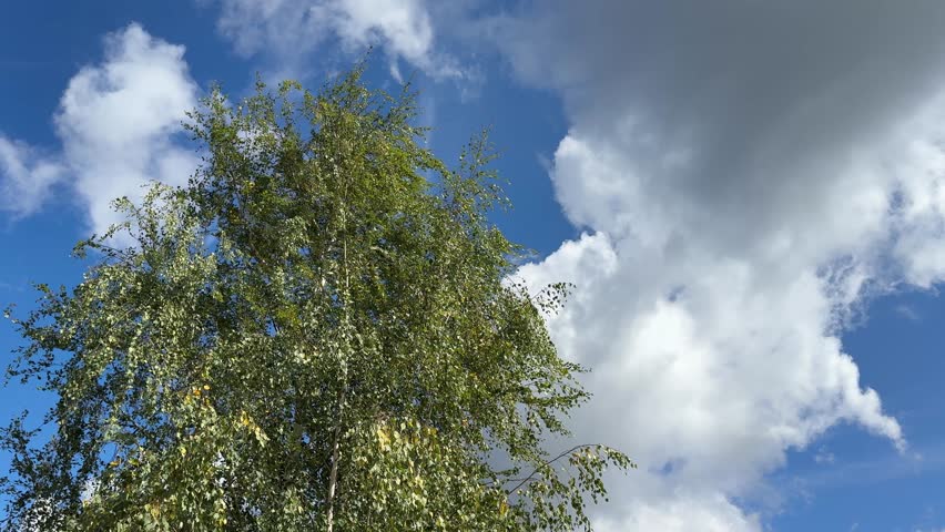 Birch tree betula pendula against sky clouds.