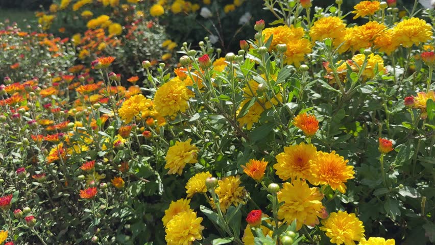 Chrysanthemum flowers garden mums yellow orange blooms.