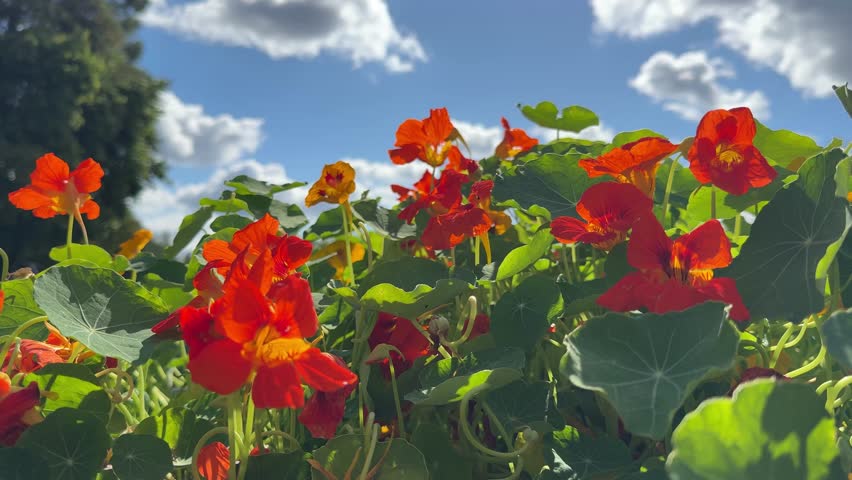 Nasturtium orange yellow flowers in the garden. Tropaeolum majus plant.