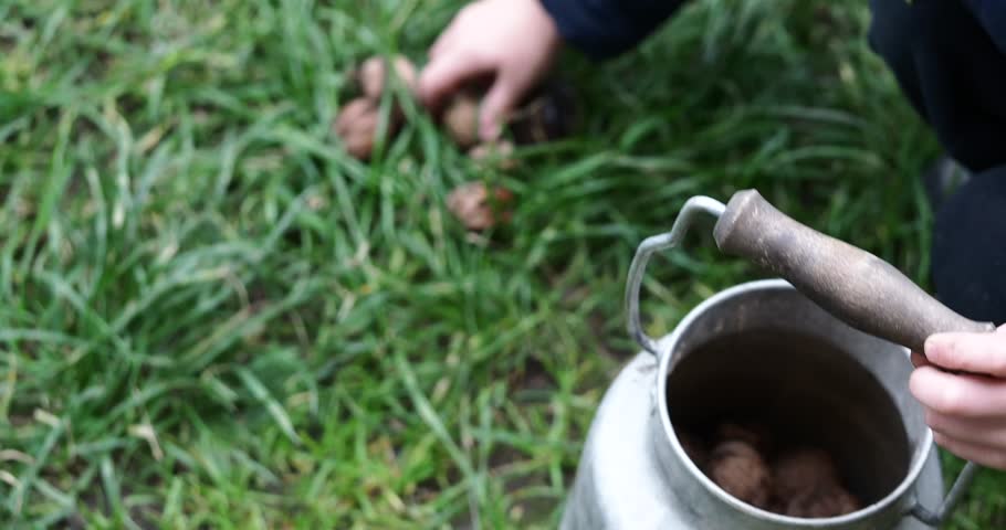 collecting walnuts from the ground in an iron jar