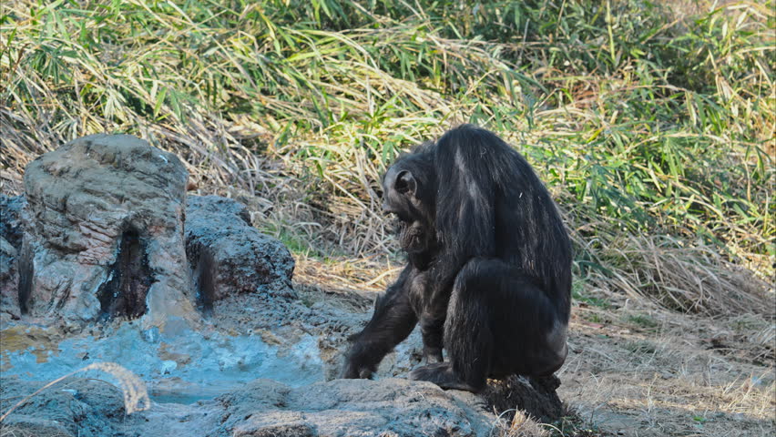Rear view of a chimpanzee carrying ice, capturing natural behavior and a playful moment in the wild.