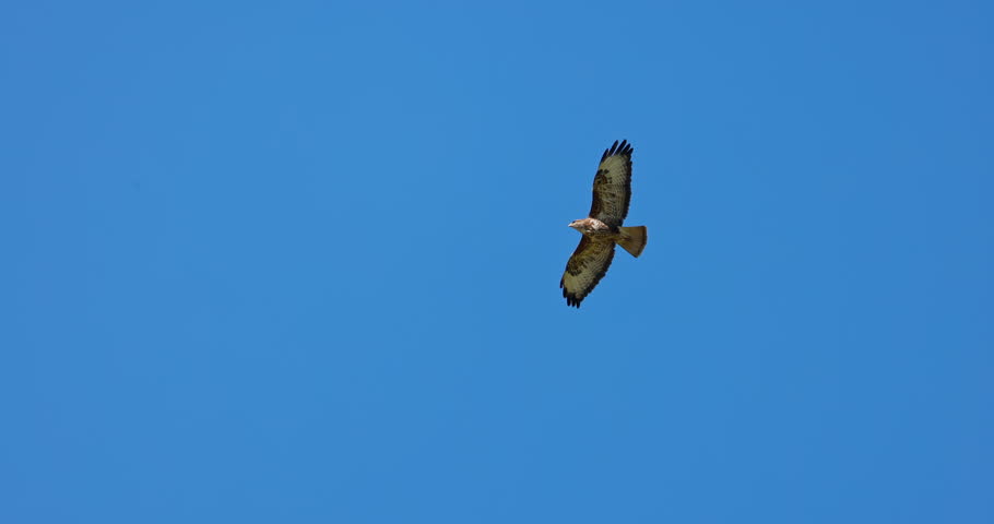 Common Buzzard Bird of prey Buteo buteo with open wings flying in blue sky with sun video