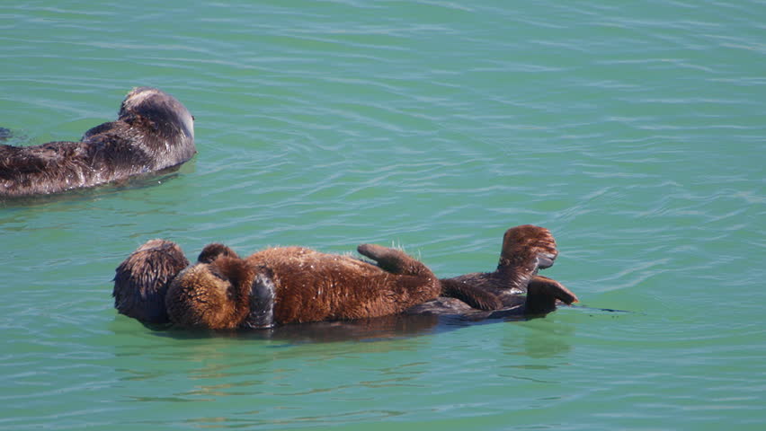 Come and witness the incredibly adorable sea otters as they swim gracefully and groom themselves meticulously, showcasing their delightful and playful nature especially alongside their young ones