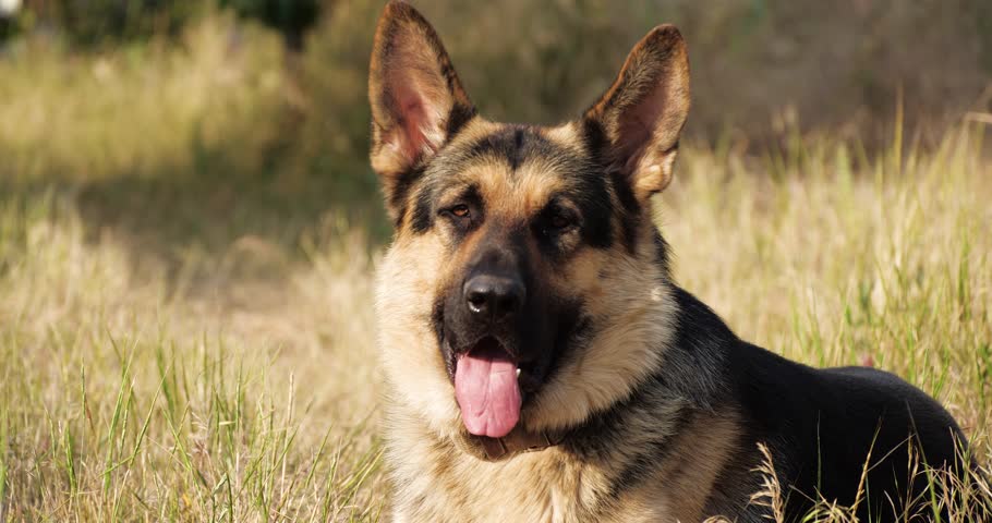 Purebred German Shepherd Dog Resting in Dry Grass Near the Road. Autumn Mood with Domestic Animal Playing Outdoors and Staring to the Camera