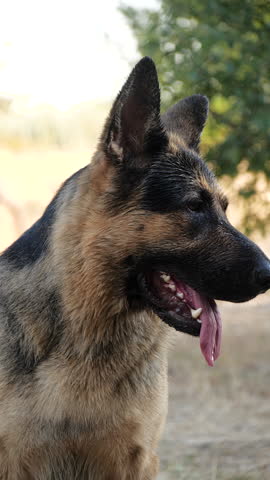 Wet Purebred German Shepherd Dog Resting in Dry Grass After Playing with Water. Domestic Animal Playing Outdoors and Staring to the Camera in Slow Motion