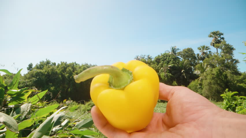 Close Up of Hand Holding Yellow Bell Pepper with Stem Toward Camera in Sunny Outdoor Scene with Blue Sky and Green Trees, Fresh Vegetable Concept.