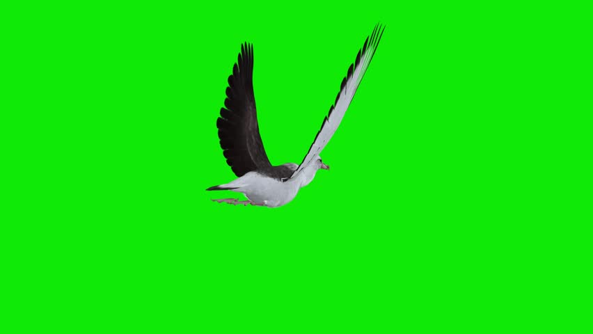 Pacific Albatross - Largest Sea Bird - Flying Loop Aerial Back Side Angle Close Up View - Realistic Full HD 3D animation isolated on chroma key background with green screen