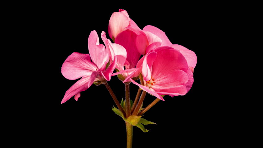 Pink Pelargonium Flowers Blooming in Time Lapse on a Black Background. Beautiful Neon Geranium Blossoms