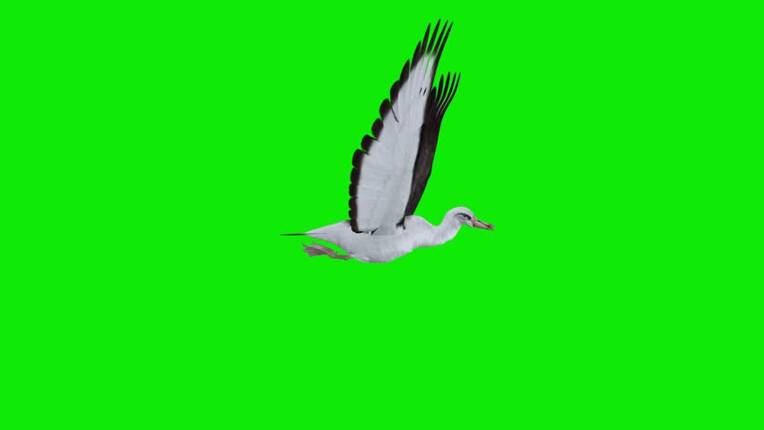 Pacific Albatross - Largest Sea Bird - Flying Loop Aerial Side Close Up View - Realistic Full HD 3D animation isolated on chroma key background with green screen