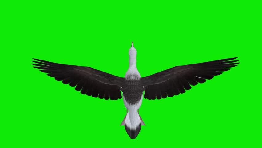 Pacific Albatross - Largest Sea Bird - Flying Loop Aerial Top Close Up View - Realistic Full HD 3D animation isolated on chroma key background with green screen