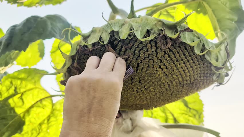 Close-up of a hand harvesting seeds from a ripe sunflower head in a field