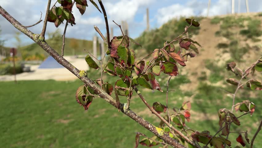 Close-up of tree leaves turning red and brown at the start of autumn, swaying gently in the wind