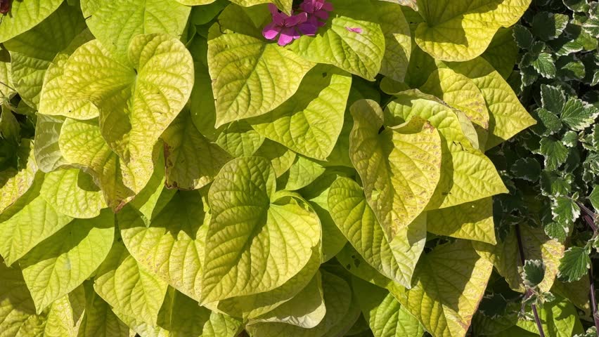 Lush, chartreuse-green leaves of a Sweet Potato Vine (Ipomoea) sway gently in a summer breeze
