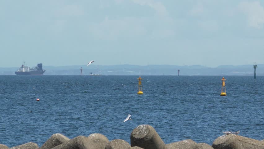 little tern in a seashore