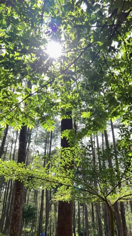 Harmony with nature — an outdoor setting in a pine forest where you can relax, camp, or enjoy various outbound activities