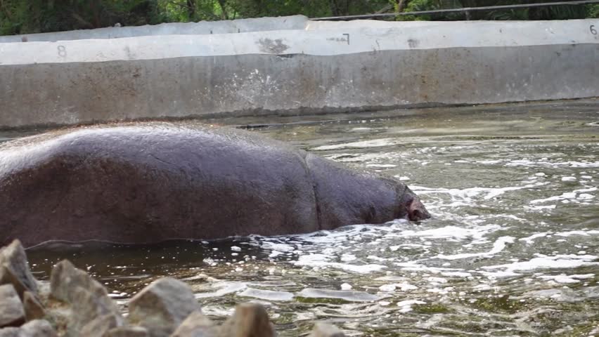 A close up of hippopotamus enjoying bathing during summer.
