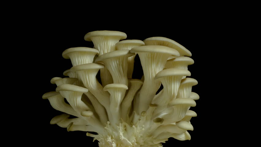 Growing oyster mushroom growing time lapse 4k footage.