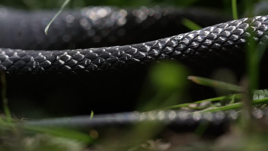 Slithering snake close up. Black snake crawling. Snakes in motion. Creeping reptile. Macro scaly snake skin. Exotic reptilian pattern. Snakes scales detailed reptilian texture. Black leathery lizard
