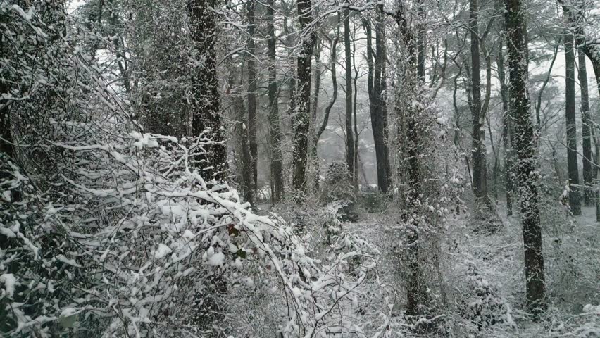 Snow covers trees in winter forest. Snowy forest scene. Winter time with snow fall. Tree branches in snow. Snowflakes falling in forest. February woods in snow. Outdoor winter scene with snowfall.