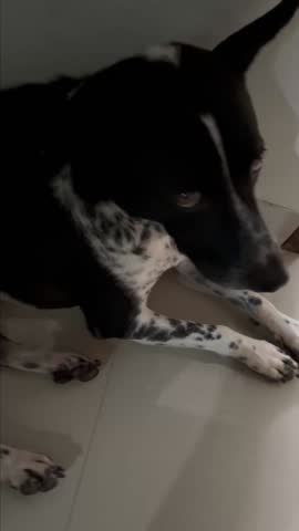 Close up black and white balinese dog lying on the floor