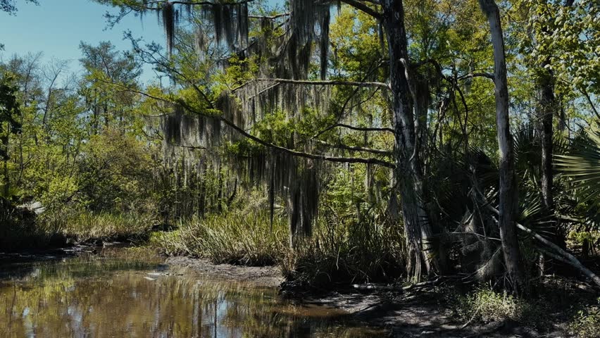 A swamp scene in Louisiana shows still water surrounded by trees covered in hanging moss and dense vegetation.