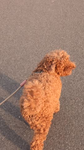 Toy Poodle on Leash Walking at Sunset by the Lake