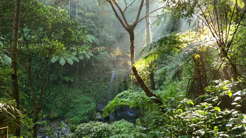 Sunlight streaming through dense tropical forest with a waterfall in the background.