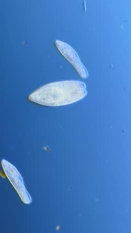 Paramecium Conjugation Reproduction under the Microscope at 100x Magnification