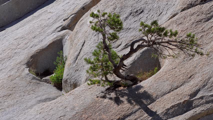Pine tree rooted in solid granite rock, captured in Yosemite wilderness.