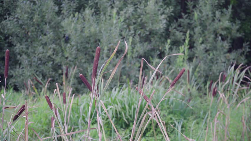 Video of a lush green marsh with tall reddish-brown cattails growing among tall thin grasses and lush green foliage. B-Roll