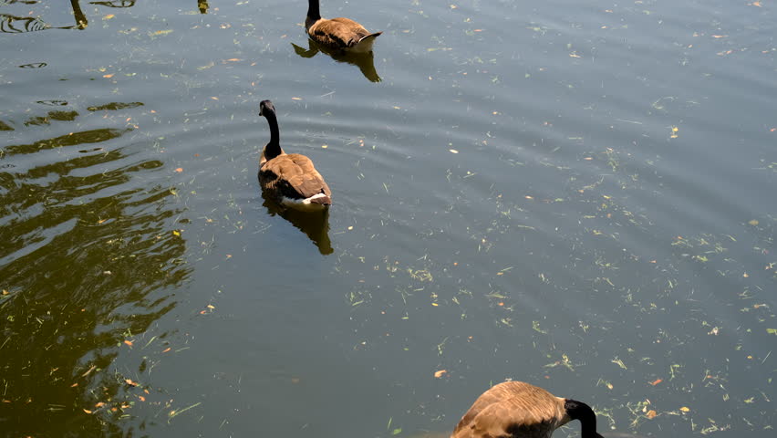 Ducks swimming in a pond. Selective focus. Nature.