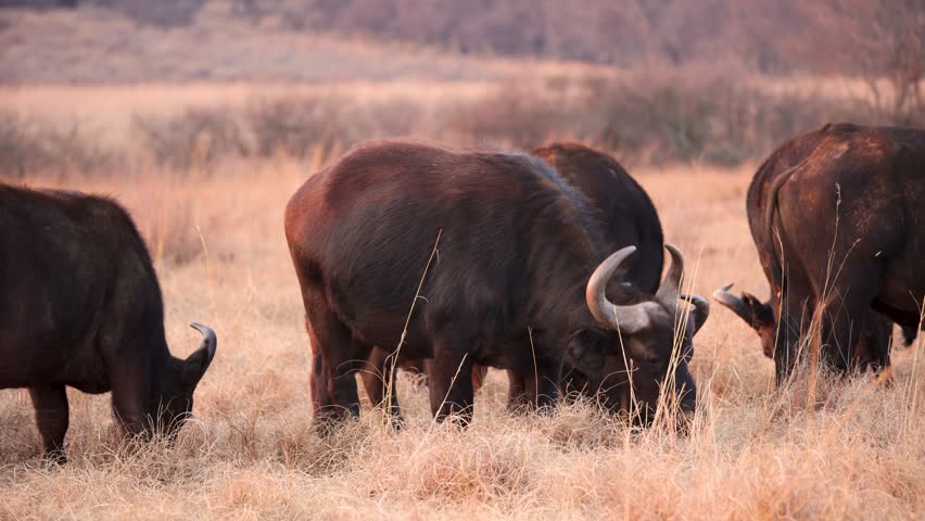 Herd of Cape buffalo grazing eating grass at sunset in the bush