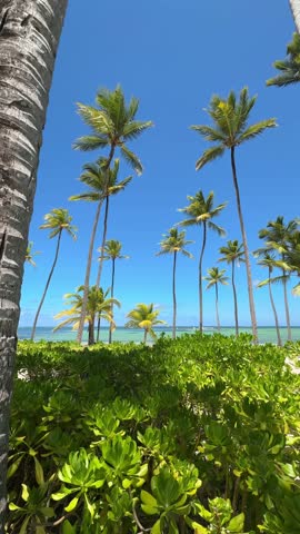 Tall palm trees against turquoise ocean and clear blue sky, Dominican Republic, Panning, vertical format