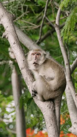 Vertical shot of monkey sits on tree branch and chews with green lush foliage background