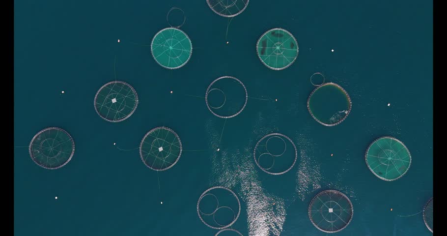 4K aerial footage of fish farms in the Black Sea, Trabzon Arsin Yomra. Circular aquaculture cages floating on deep blue water, showcasing seafood production, marine industry, and sustainable farming.