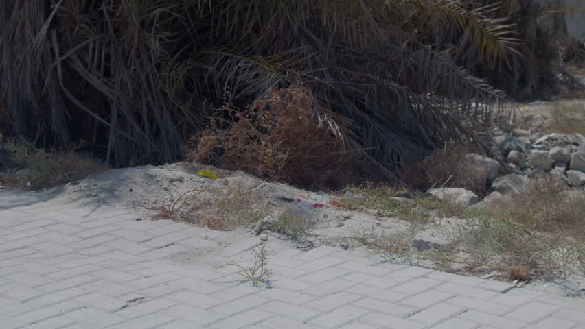 Palm trees near condemned building remains in Zallaq, Al Janūbīyah, Bahrain.
