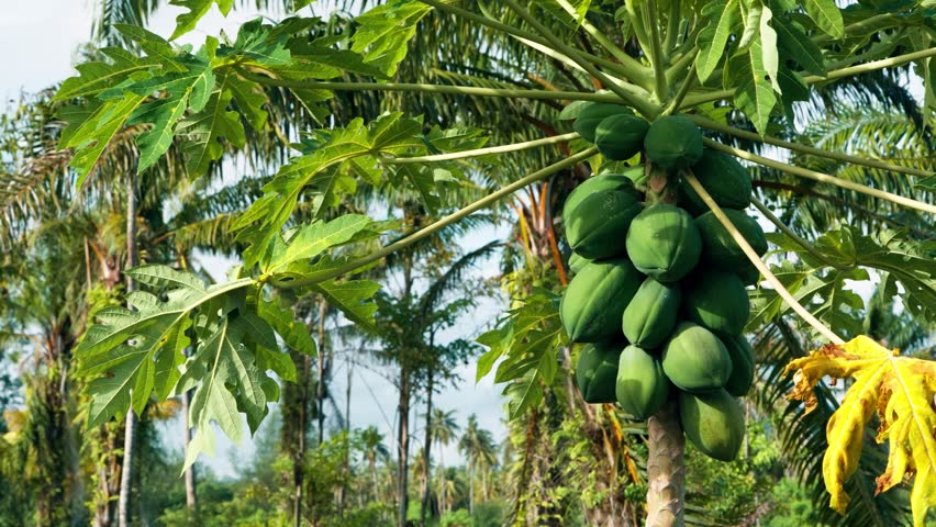Fruitful papaya tree, revealing a heavy bunch of unripe green papayas ready for harvest on a sunny tropical farm with palm trees in the background - smooth parallax shot