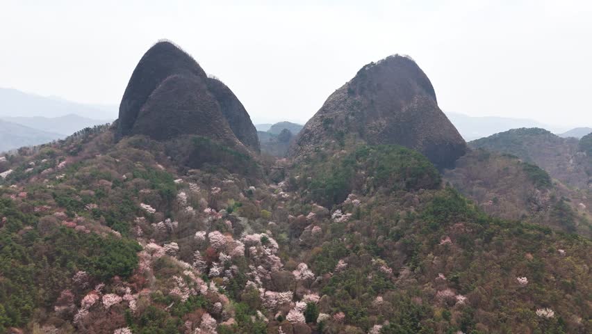 Cherry blossoms carpeting mountainside below rocky peaks of Maisan Provincial Park, painting scenic landscape in delicate pink springtime hues, South Korea, drone pulling away