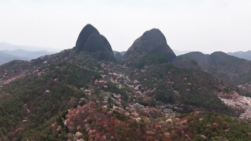 Blooming cherry blossoms cover the mountainside below the rocky peaks of Maisan Provincial Park in Jinan gun, Jeollabuk do, South Korea, creating a beautiful springtime scene