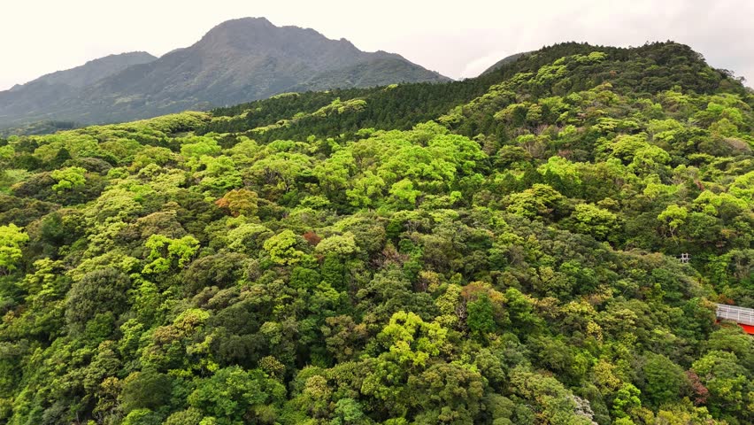 Dense forest canopy spreads across mountainous terrain at Matsumine Bridge Yakushima Japan, with layered shades of green vegetation creating a vibrant and natural landscape under cloudy skies