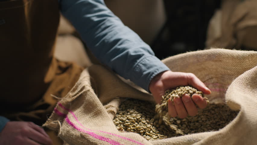 Caucasian man coffee factory worker guy male specialist checking hands arm raw beans burlap sack inspecting texture quality grain control expertise production roasting preparation selection warehouse