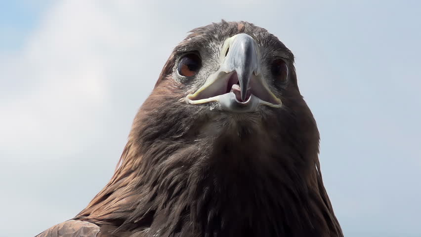 Golden Eagle Looks Around. Slow Motion at a rate of 240 fps. Saker falcon screams. Head close-up