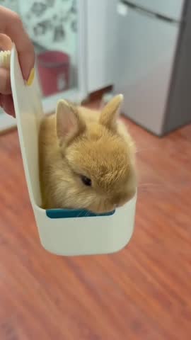 Fluffy Baby Rabbit Inside a Small Basket.