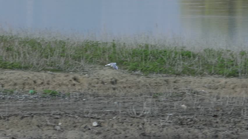A laughing gull (Chroicocephalus ridibundus) flies along the banks of the Serpis River, with reflections of the forest in the water, Beniarres, Spain.