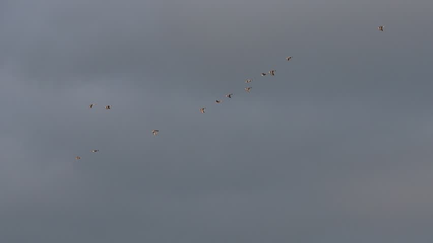 A flock of ducks flying against a background of dark clouds, Beniarres, Spain