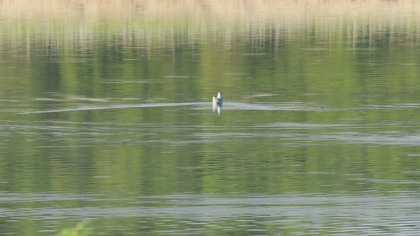 A laughing gull in the middle of the water, with beautiful reflections of the forest on the surface of the lake in Beniarres, Spain.