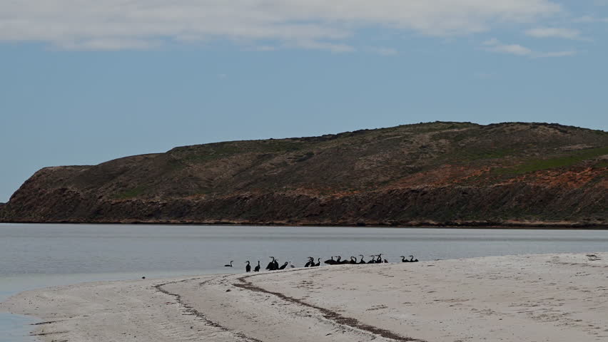flock of australian pied cormorant, Phalacrocorax varius, on a white sand beach of Goulet bluff at shark bay along the coastline of the indian ocean in Western Australia
