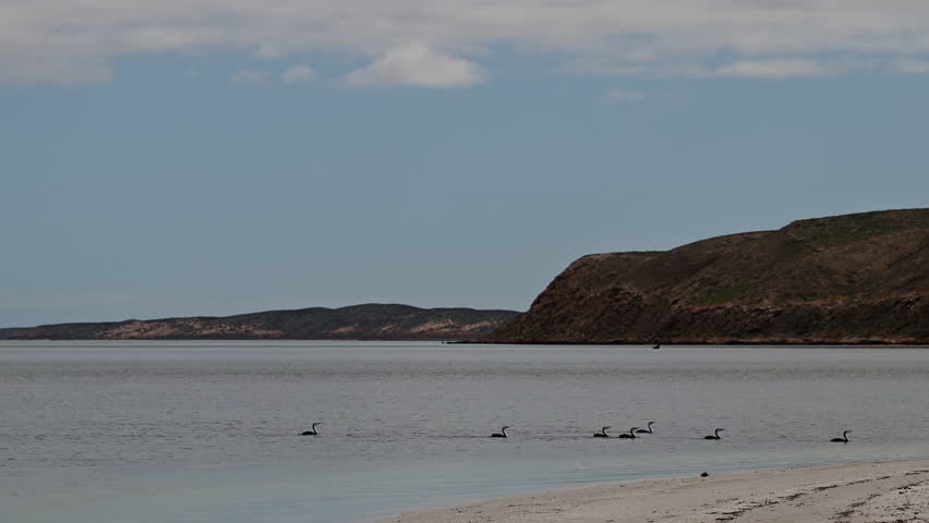 flock of australian pied cormorant, Phalacrocorax varius, on a white sand beach of Goulet bluff at shark bay along the coastline of the indian ocean in Western Australia