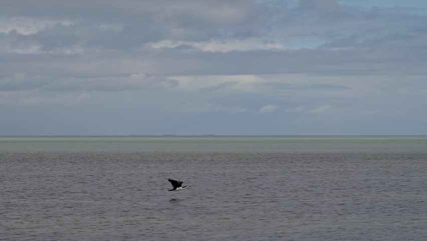 flock of australian pied cormorant, Phalacrocorax varius, on a white sand beach of Goulet bluff at shark bay along the coastline of the indian ocean in Western Australia